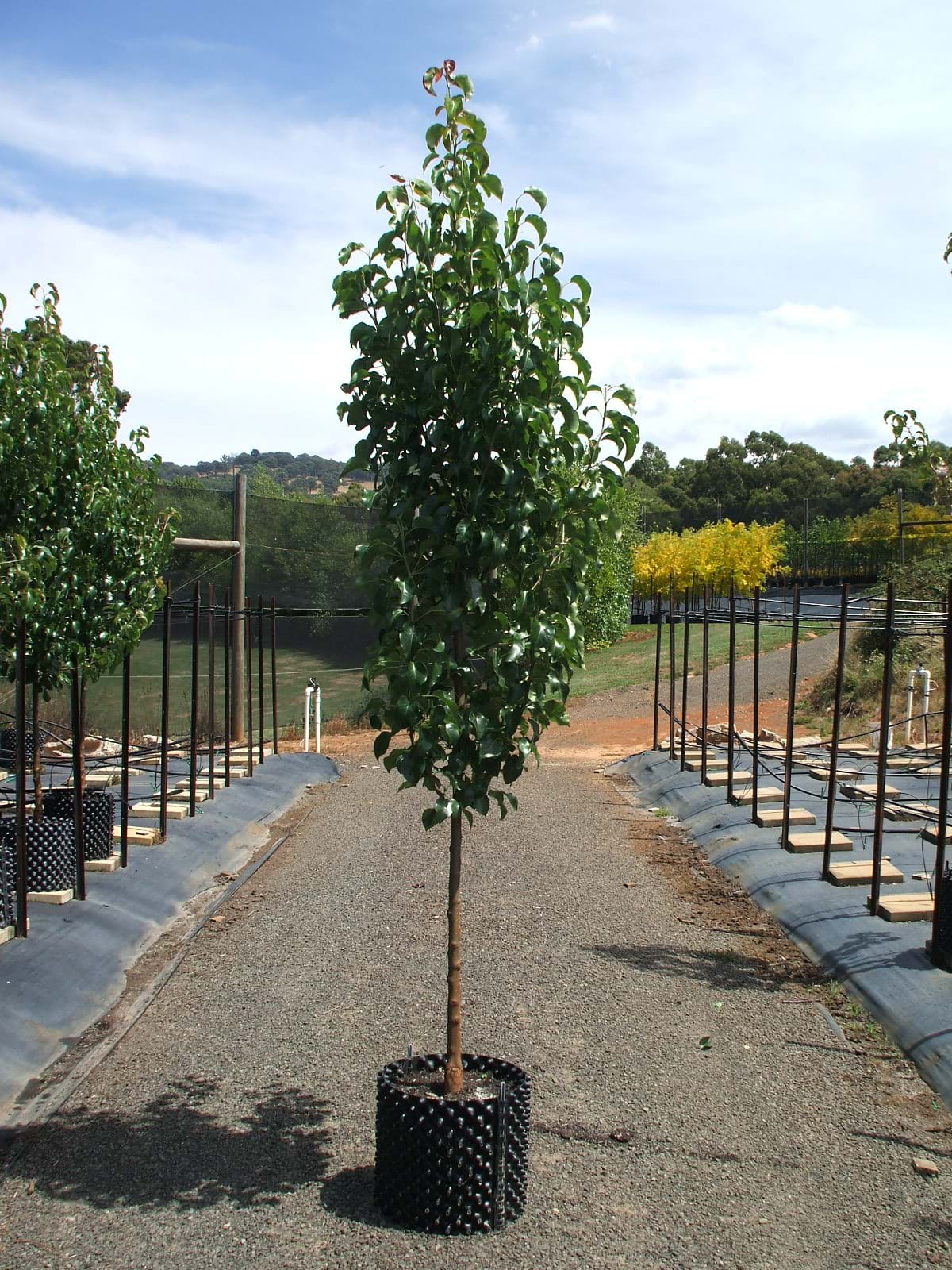 Pyrus calleryana Capital