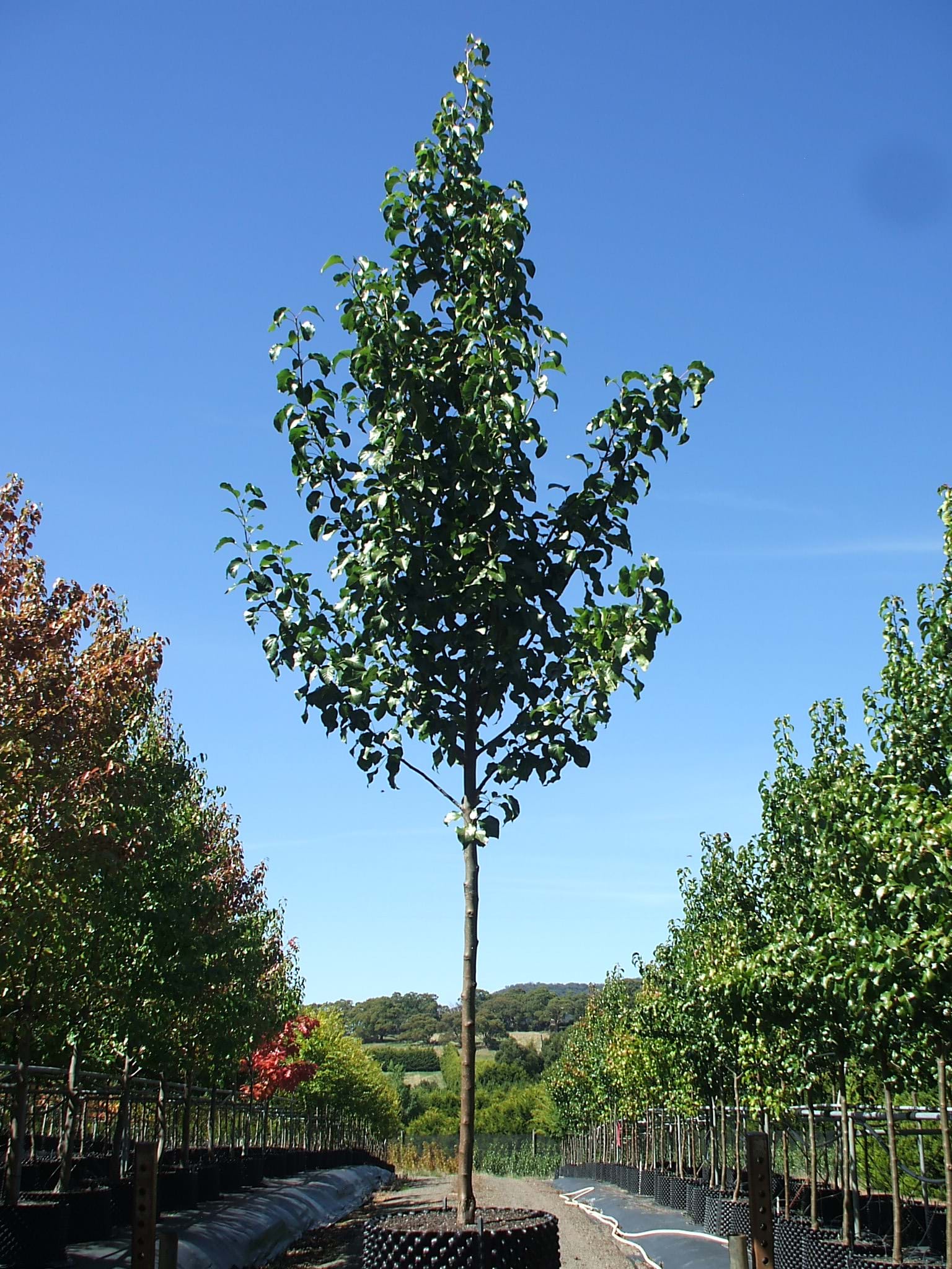 Pyrus calleryana Capital