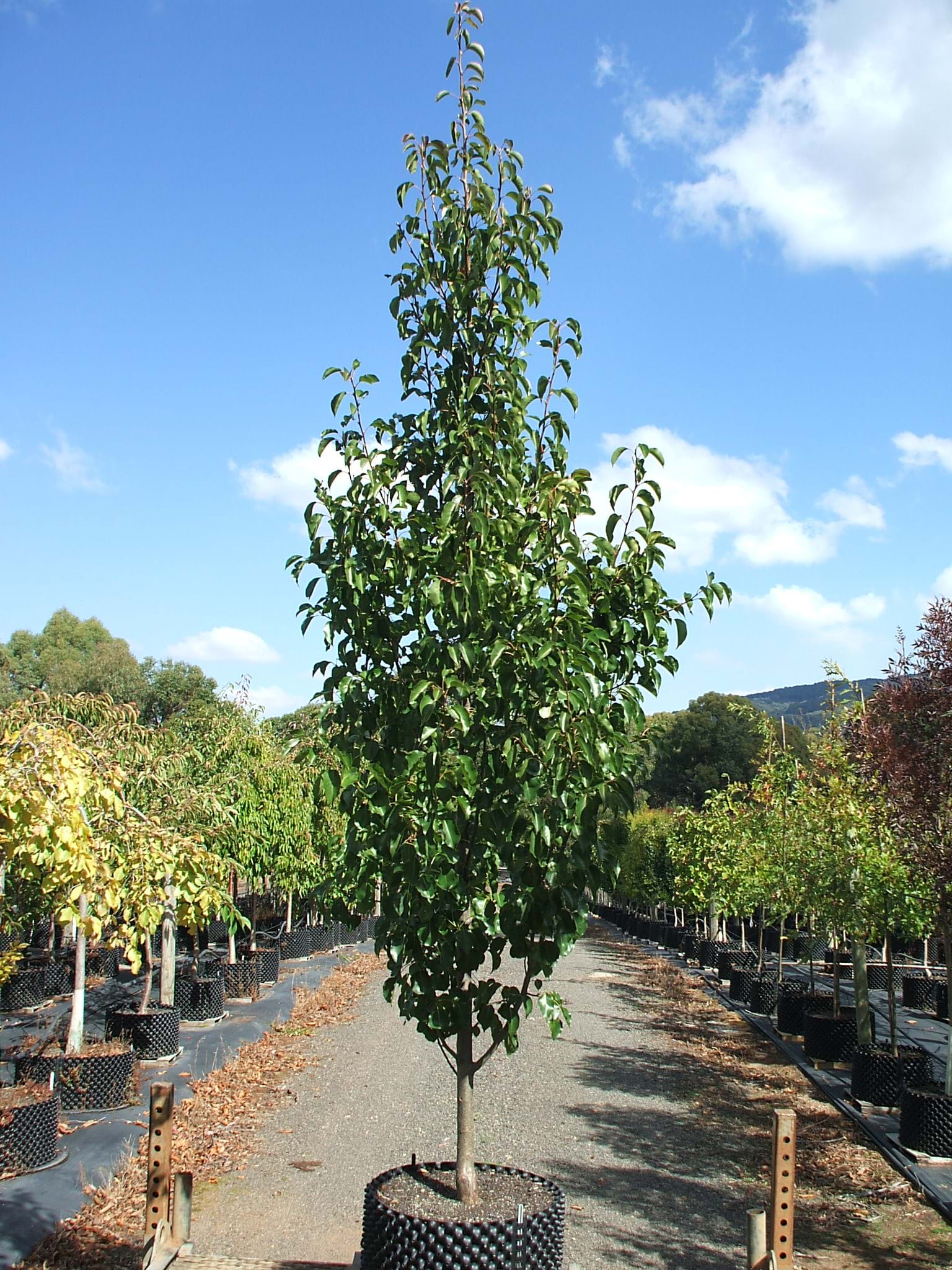 Pyrus calleryana Cleaveland Select