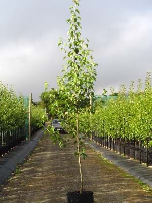 Pyrus calleryana Bradford