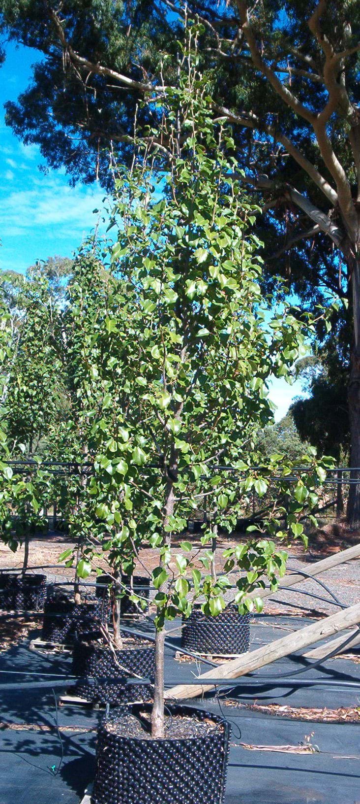 Pyrus calleryana Bradford