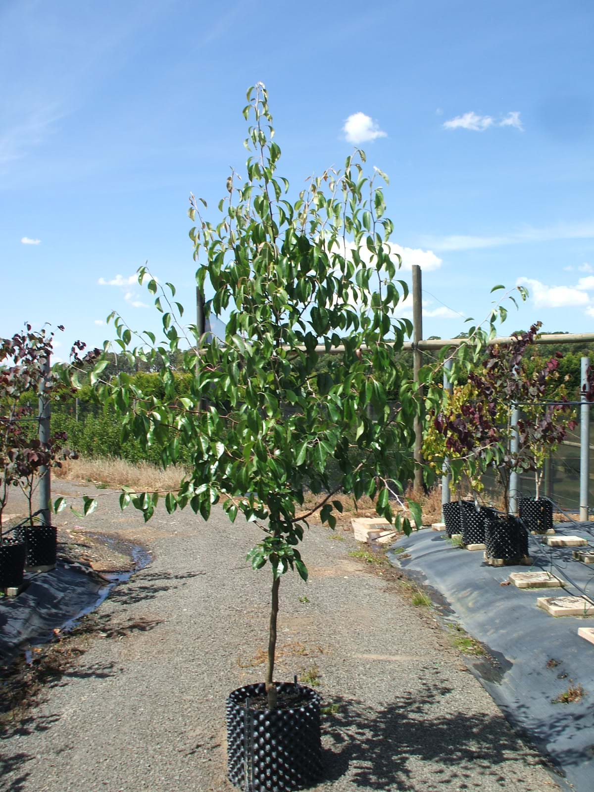 Pyrus betulaefolia x Edgewood