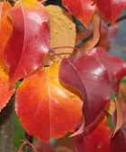 Pryus ussuriensis MANCHURIAN PEAR