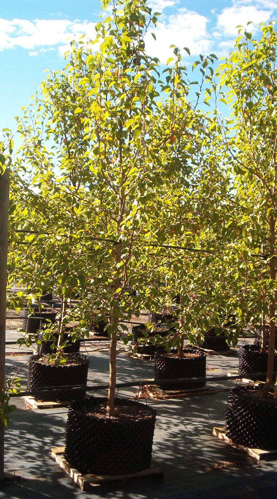 Pryus ussuriensis MANCHURIAN PEAR
