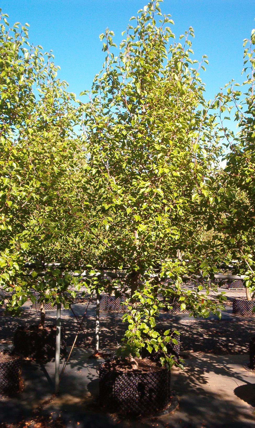 Pryus ussuriensis MANCHURIAN PEAR
