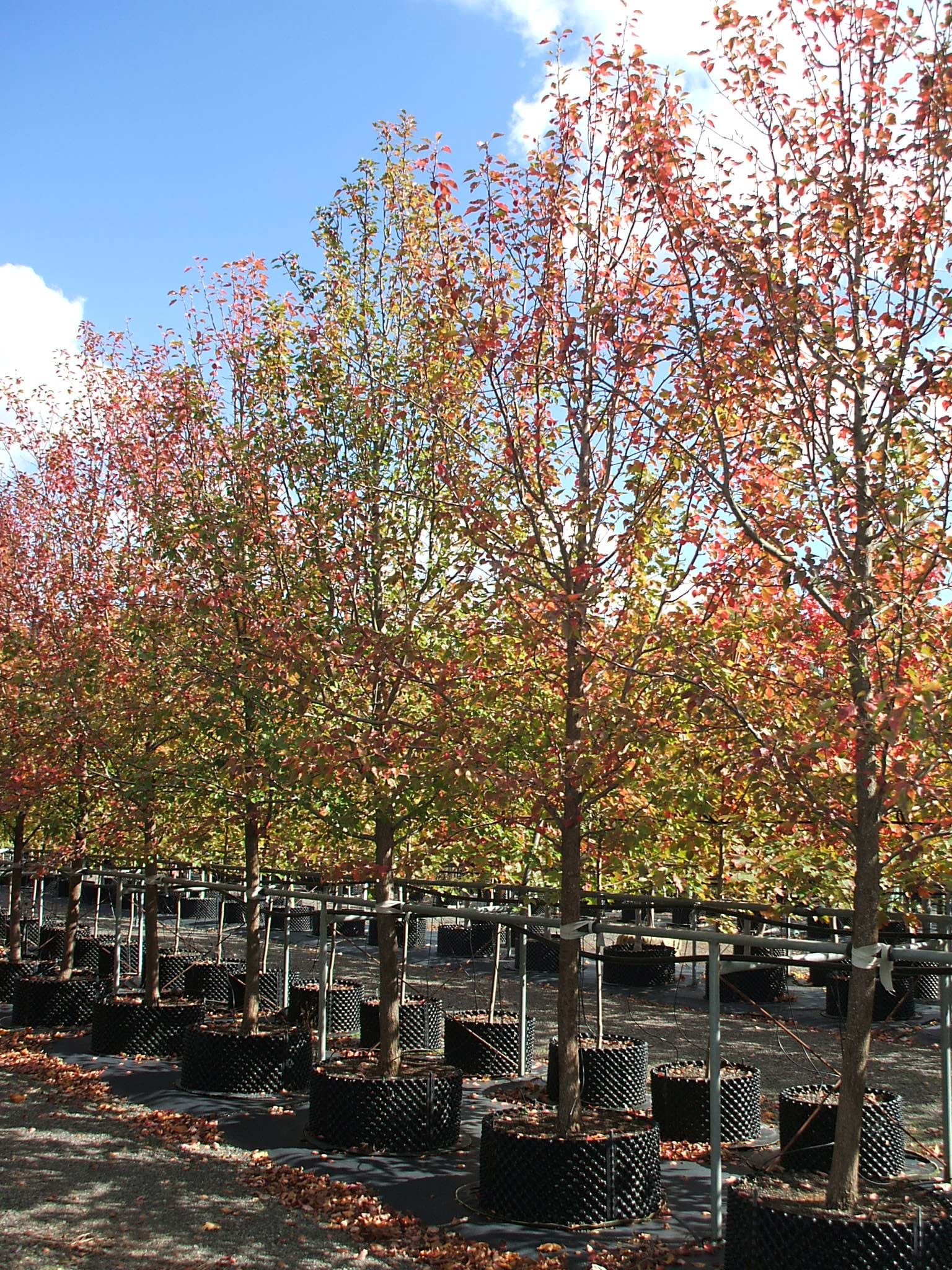 Pryus ussuriensis MANCHURIAN PEAR