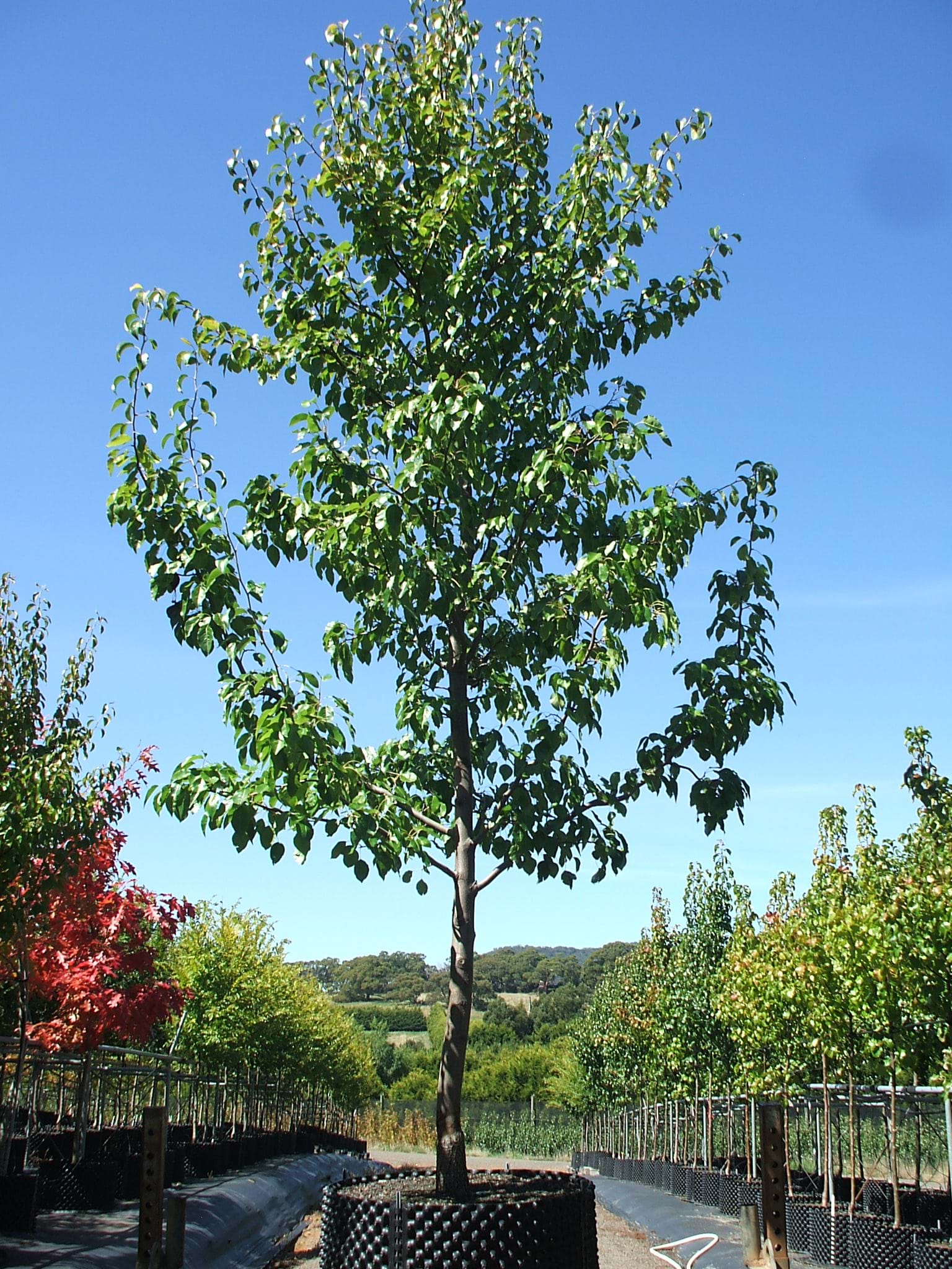 Pyrus betulaefolia x Edgewood