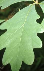 Quercus Alba