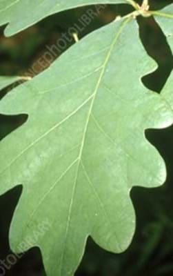 Quercus Alba
