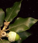 Quercus ilex leaf http://oaks.of.the.world.free.fr