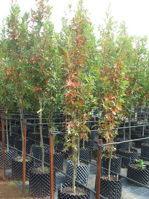 Quercus palustris 'Pringreen' Green Pillar