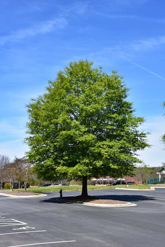 Quercus phellos mature example Photo credit NetPS plant finder
