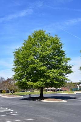 Quercus phellos mature example Photo credit NetPS plant finder