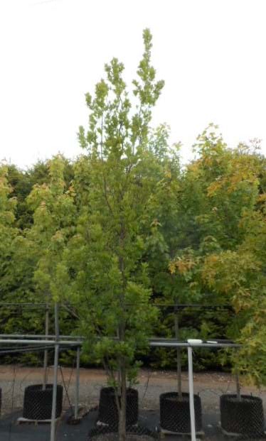 Quercus robur fastigiata