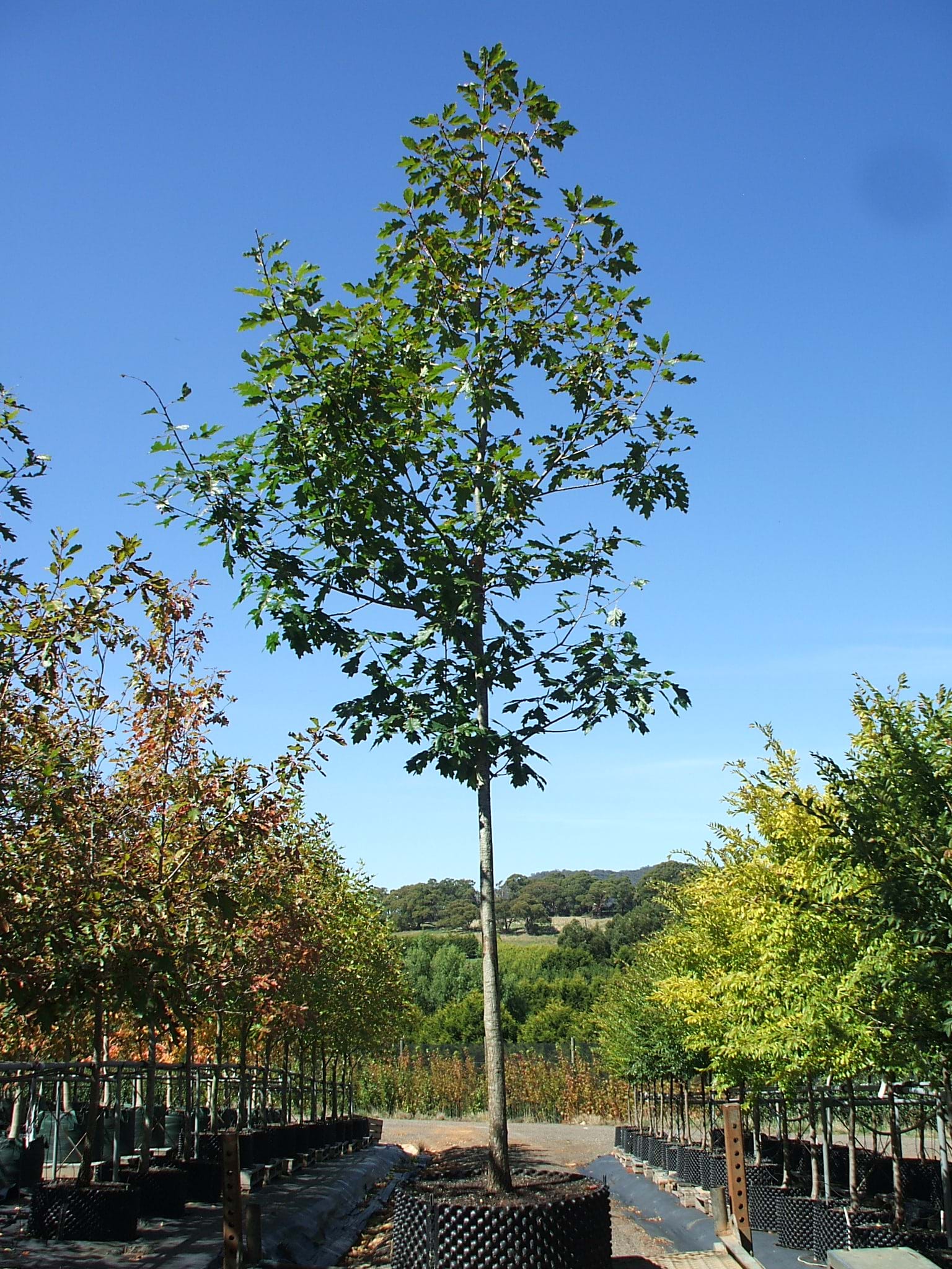 Quercus rubra