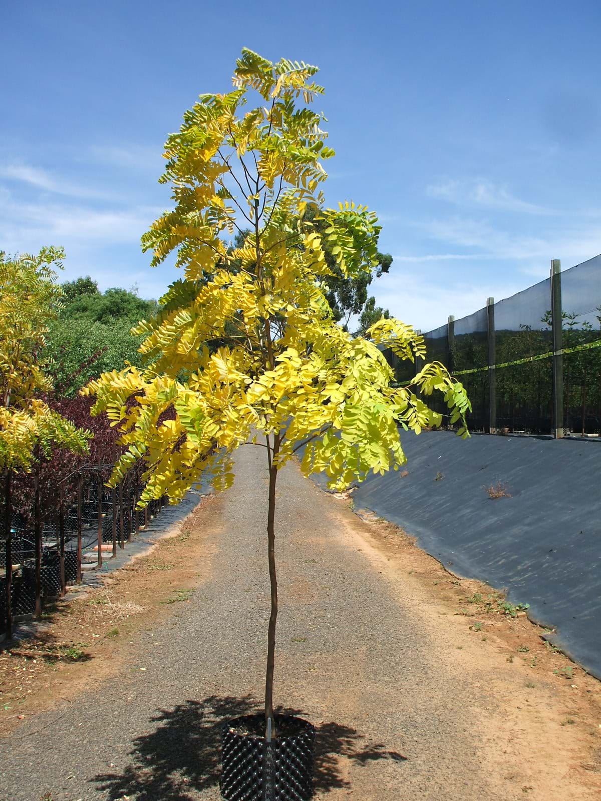Robinia psuedo Frisia-Golden Robina
