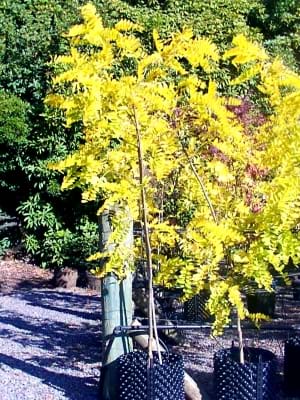 Robinia psuedo Frisia-Golden Robina