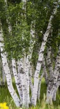 Example Betula alba multistem (Hope grove nurseries)