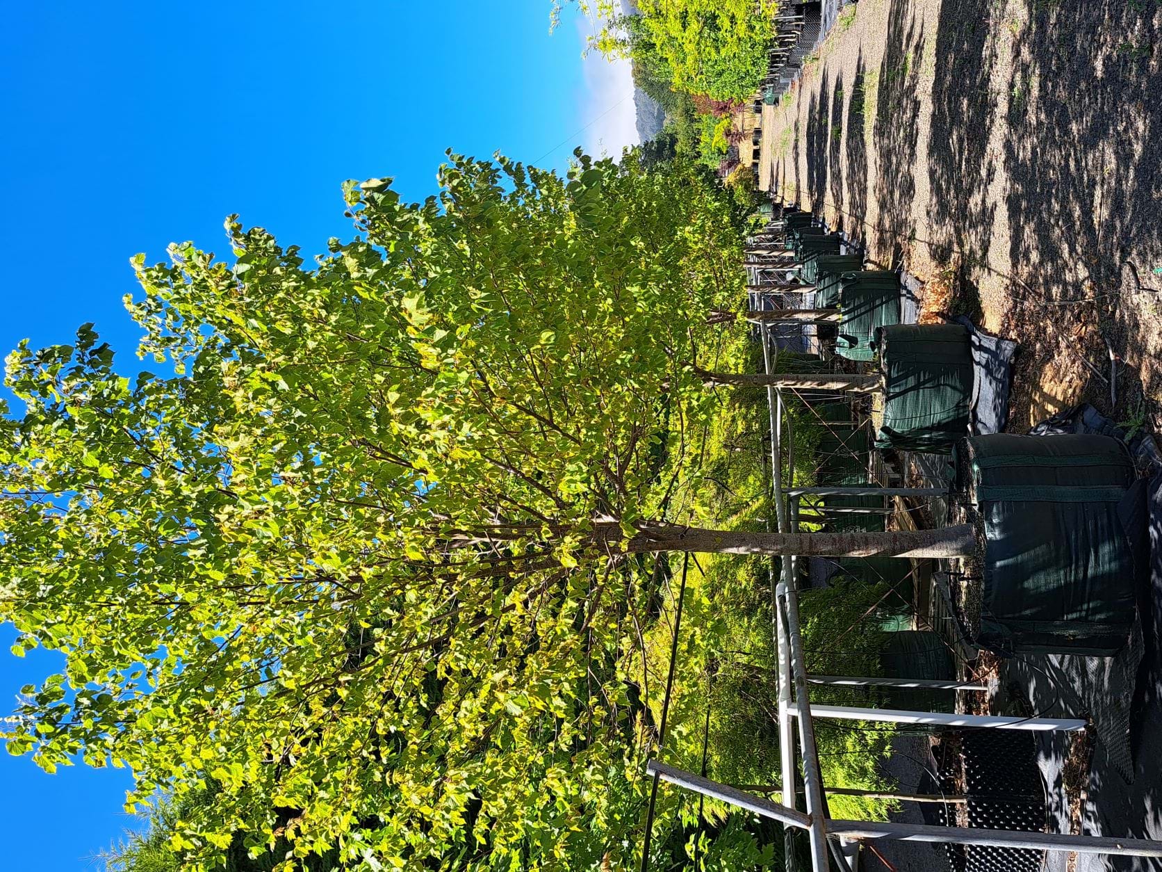 TILIA CORDATA GREENSPIRE