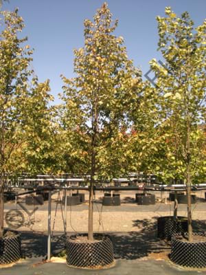 Tilia cordata Greenspire