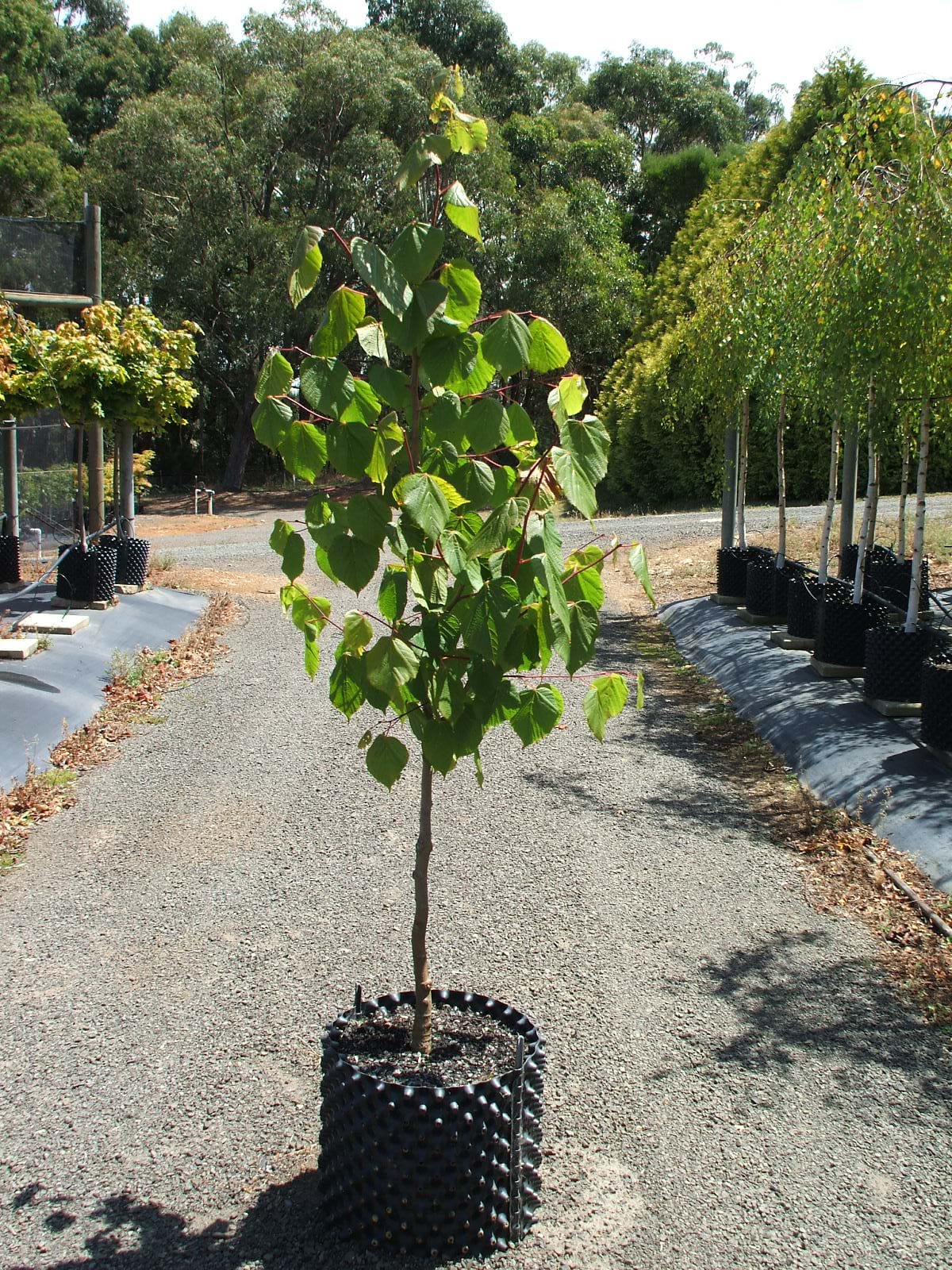 Tilia Frontyard-FRONTYARD LINDEN