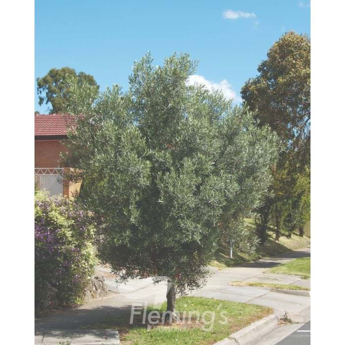 Olea Tolley's Upright