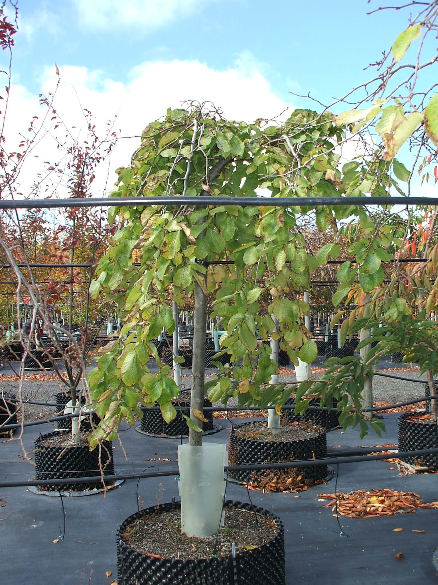 Ulmus glabra Camperdownii