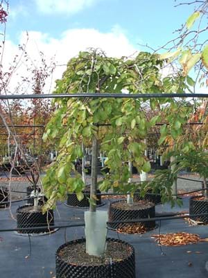 Ulmus glabra Camperdownii