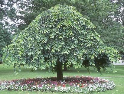 Ulmus glabra Camperdownii