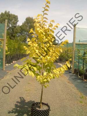 Ulmus glabra Lutescens-Golden Elm