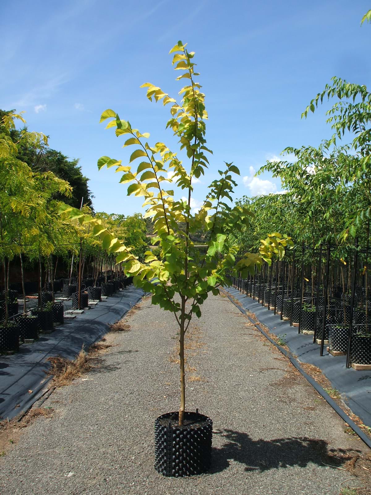Ulmus glabra Lutescens-Golden Elm