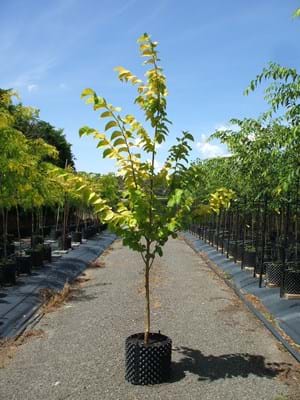 Ulmus glabra Lutescens-Golden Elm