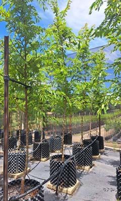 Ulmus parvifolia Inspire