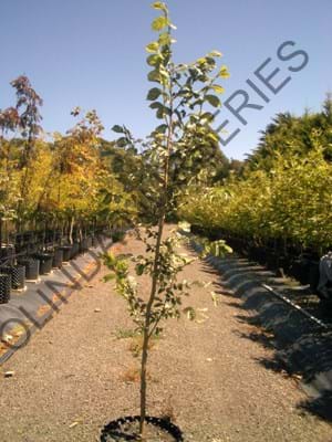 Ulmus minor Variegata