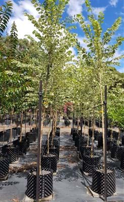 Ulmus minor Argenteo - Variegata