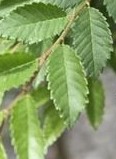 Ulmus parvifolia Burnley Select leaf