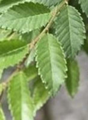 Ulmus parvifolia Burnley Select leaf