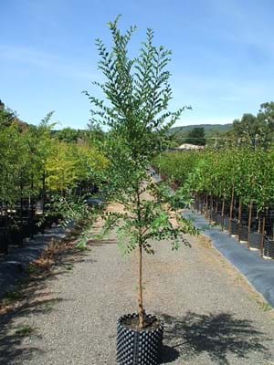 Ulmus parvifolia Todd