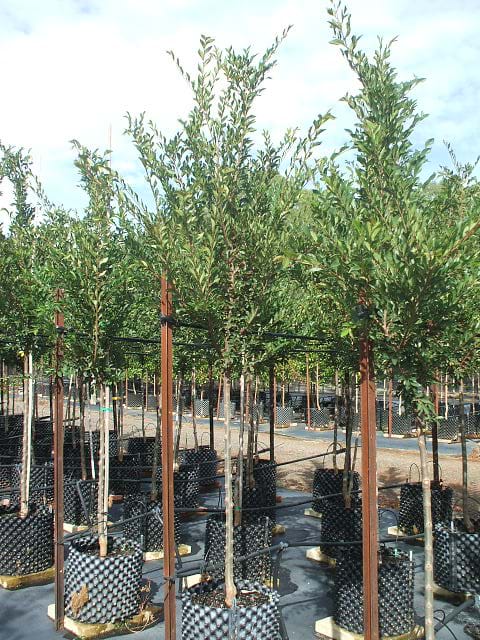 Ulmus parvifolia Burnley Select - Chinese Elm