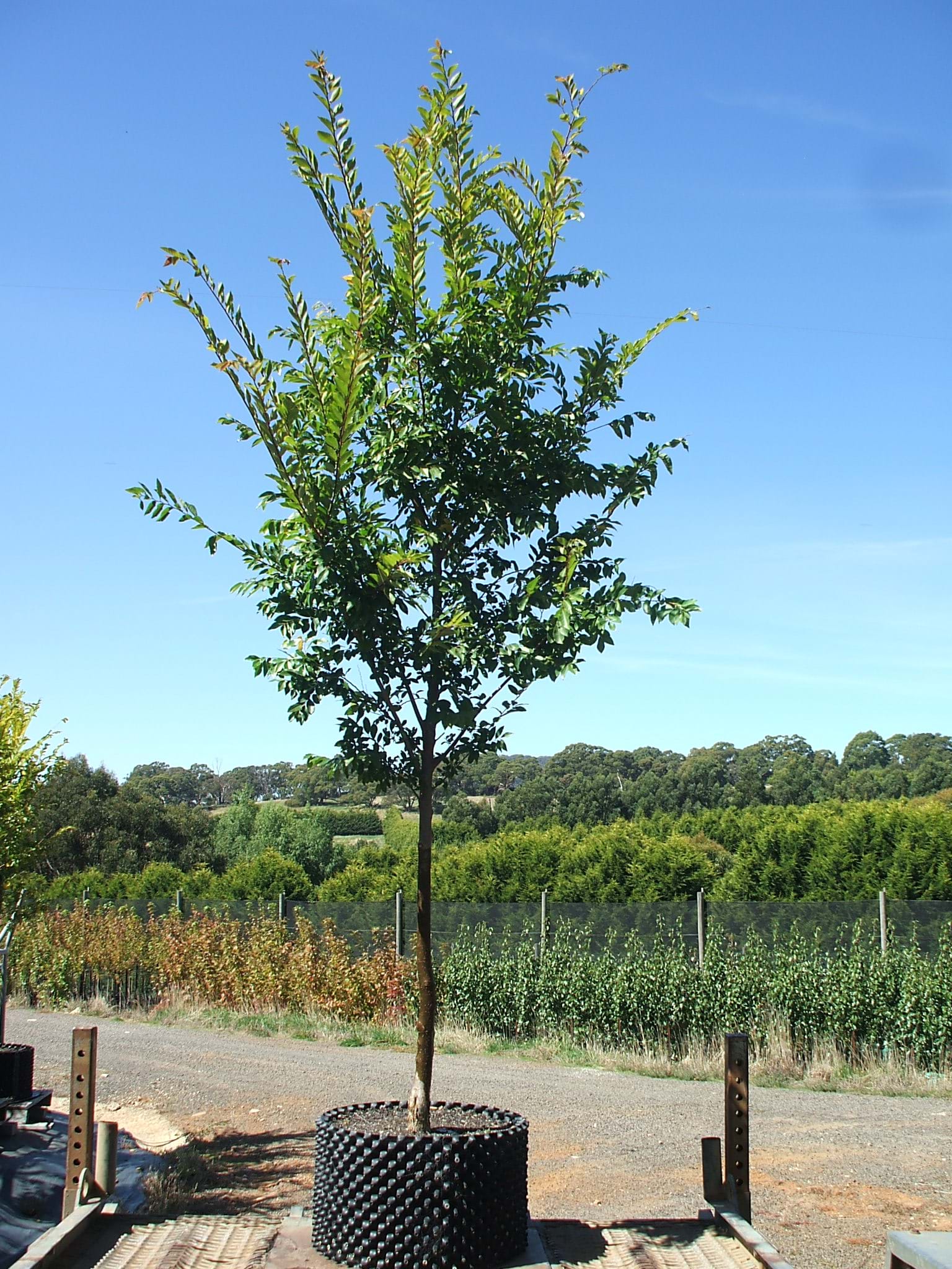 Ulmus parvifolia Todd