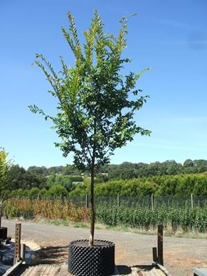 Ulmus parvifolia - Chinese Elm