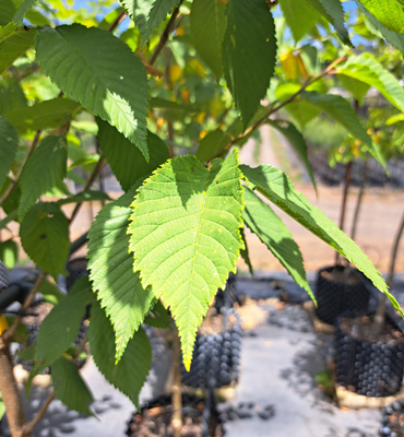 Ulmus parvifolia leaf