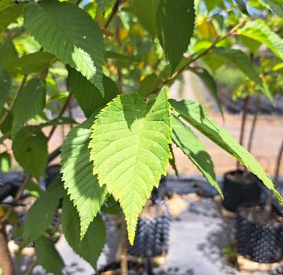 Ulmus procera leaf