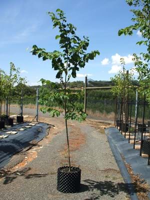 Ulmus procera - English Elm