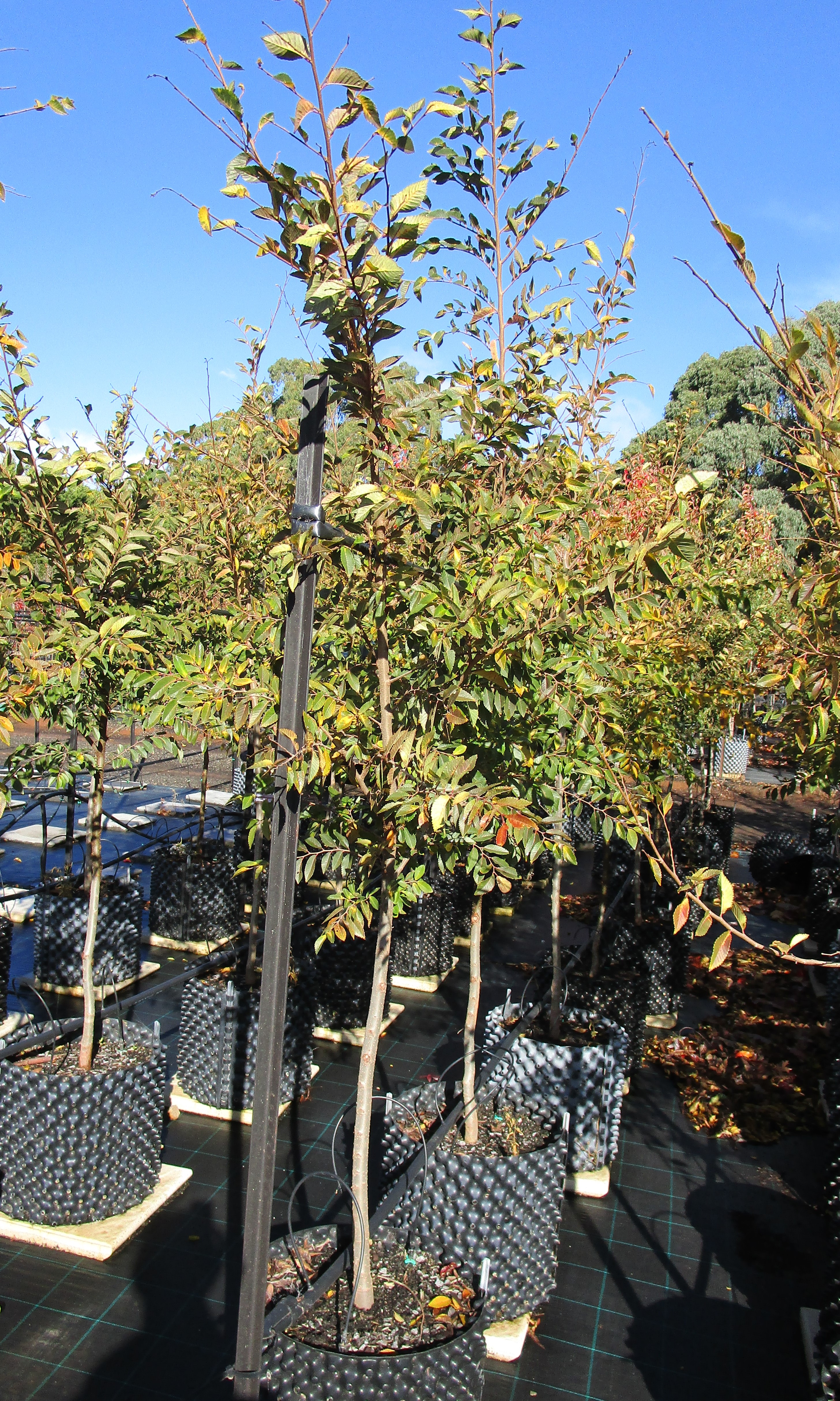 Ulmus parvifolia Reflection AP40