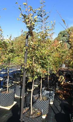 Ulmus parvifolia Reflection AP40