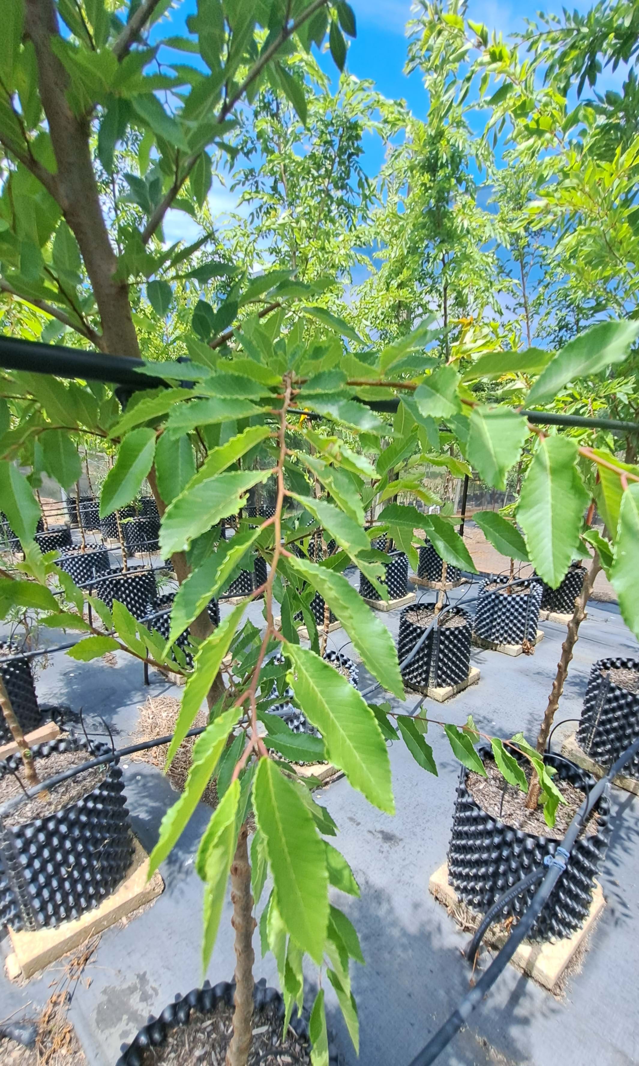 Ulmus parvifolia Inspire Leaf