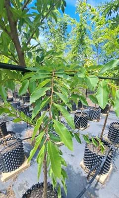 Ulmus parvifolia Inspire Leaf