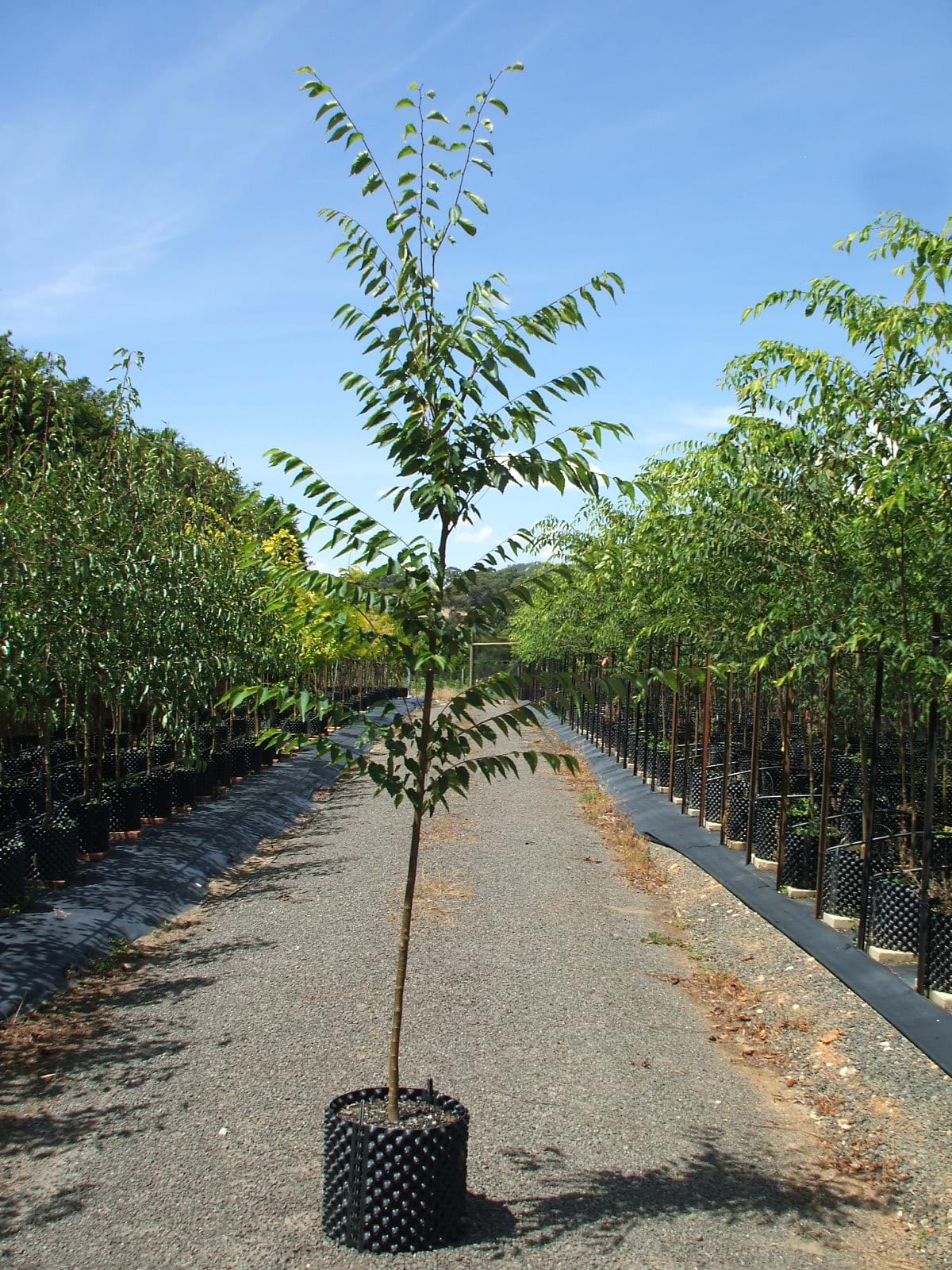 Zelkova serrata Green vase
