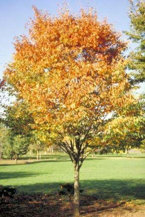 Zelkova serrata Green vase